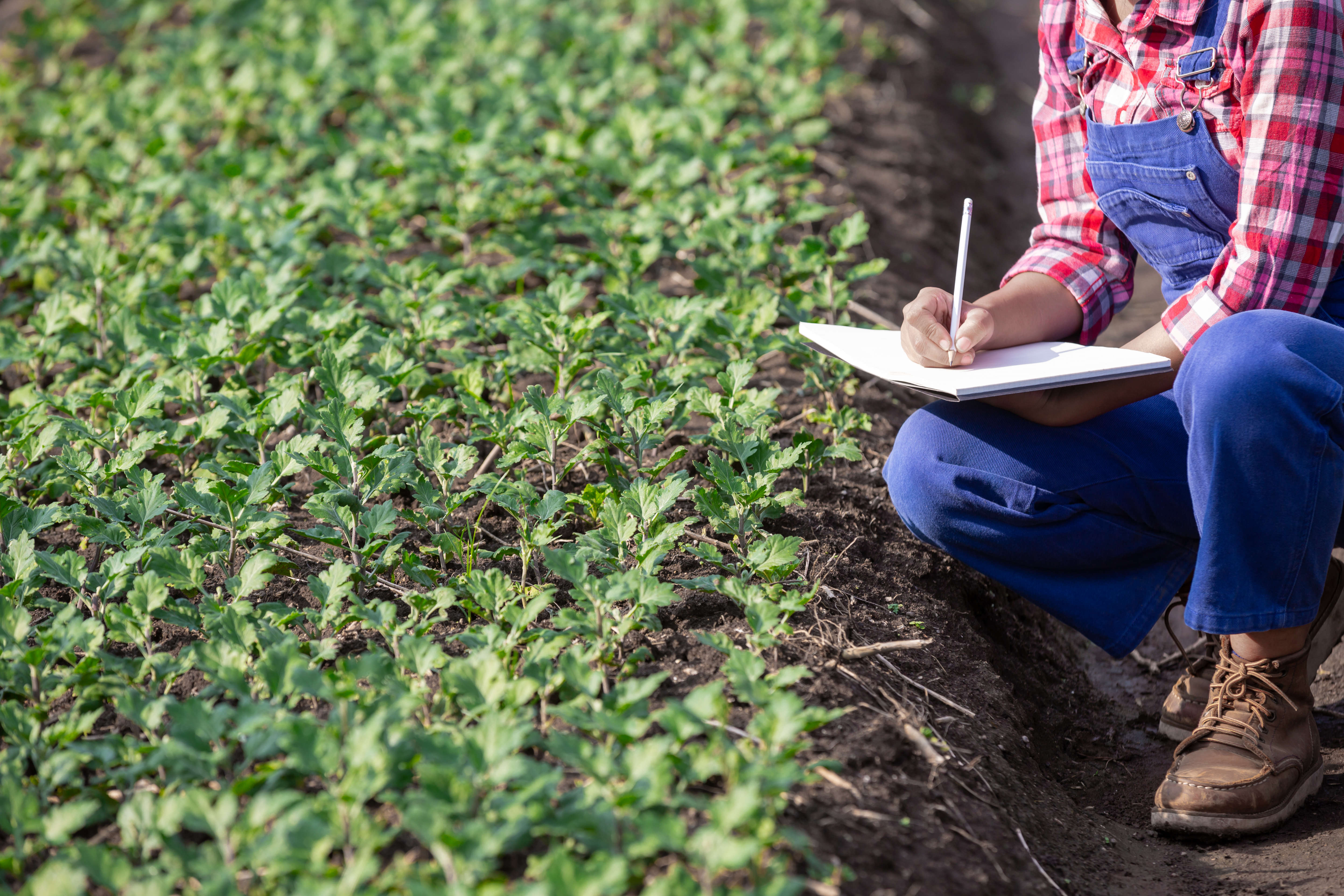 Изучает хозяйство. Agricultural Consulting service. Земельный налог во Вьетнаме. Contract with Farmers].